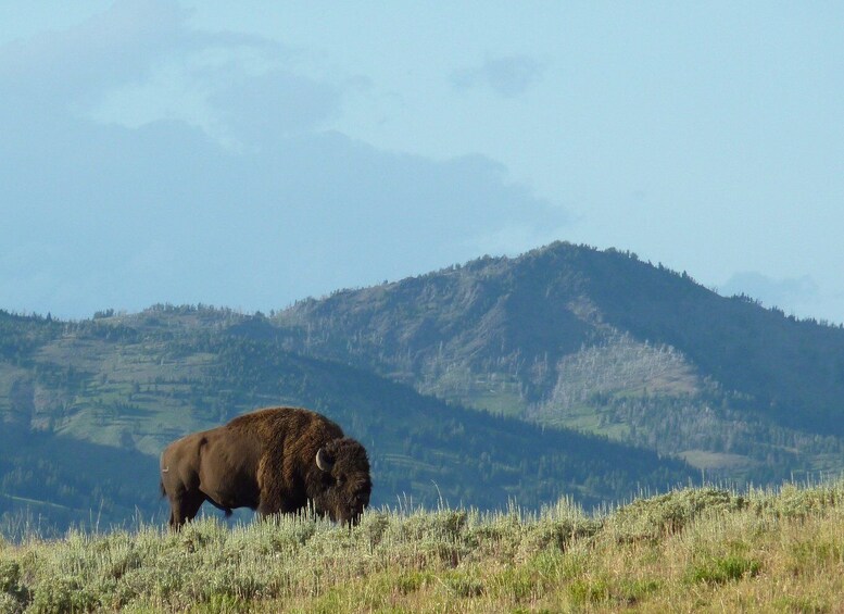 Picture 3 for Activity Jackson: 2-Day Yellowstone National Park Tour with Lunches