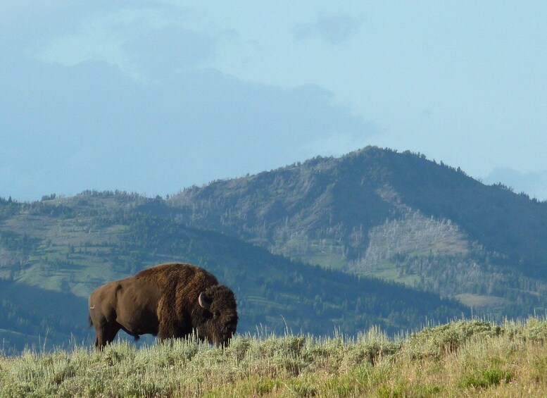 Picture 3 for Activity Jackson: 2-Day Yellowstone National Park Tour with Lunches