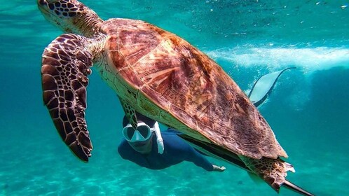 Desde Puerto Princesa: excursión de un día a la isla de Port Barton