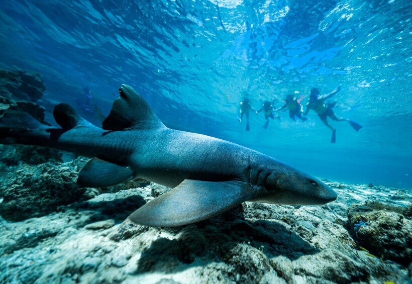 Picture 10 for Activity Cozumel: Snorkel and Swim with Stingrays