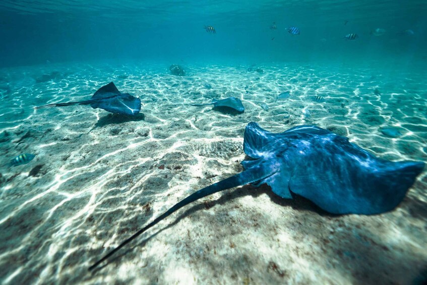 Picture 4 for Activity Cozumel: Snorkel and Swim with Stingrays