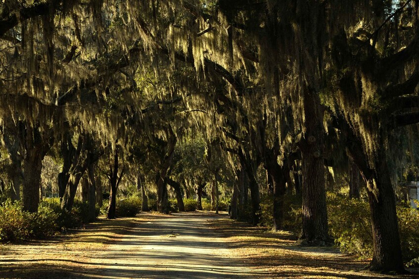 Picture 1 for Activity Savannah: Bonaventure Cemetery After-Hours Tour