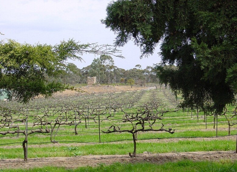 Picture 17 for Activity From Adelaide: Clare Valley Winery Tour