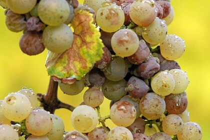 Depuis Adélaïde : Visite des vignobles de la vallée de Clare