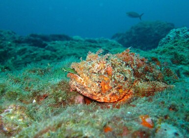 Coron: Barracuda See, Skelett Wrack, Twin Lagoon Bootstour