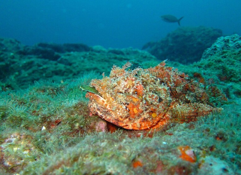 Coron: Barracuda Lake, Skeleton Wreck, Twin Lagoon Boat Tour