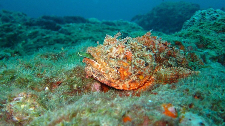 Coron: Barracuda Lake, Skeleton Wreck, Twin Lagoon Boat Tour