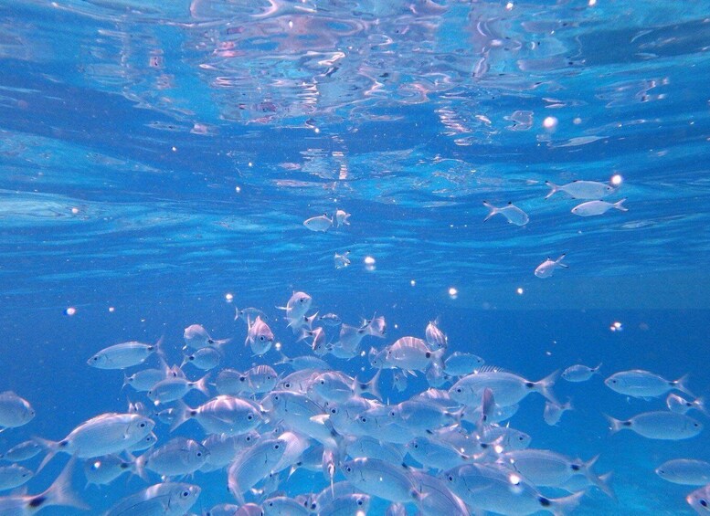 Picture 4 for Activity Sardegna: Tavolara Boat Tour with Snorkeling