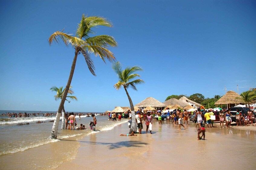 Picture 2 for Activity From Belem: Guided Day Trip to Marajo Island and Soure