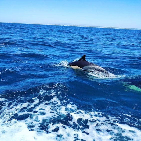 Picture 2 for Activity From Vilamoura: 2.5-Hour Benagil Cave and Dolphins Boat Tour