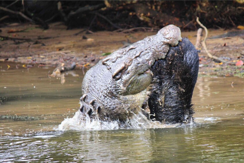 Picture 12 for Activity Daintree Rainforest: Crocodile & Wildlife River Cruises