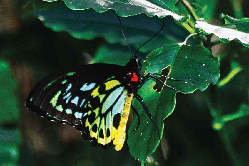 Picture 10 for Activity Daintree Rainforest: Crocodile & Wildlife River Cruises