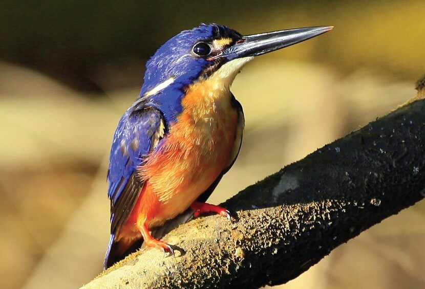 Picture 2 for Activity Daintree Rainforest: Crocodile & Wildlife River Cruises