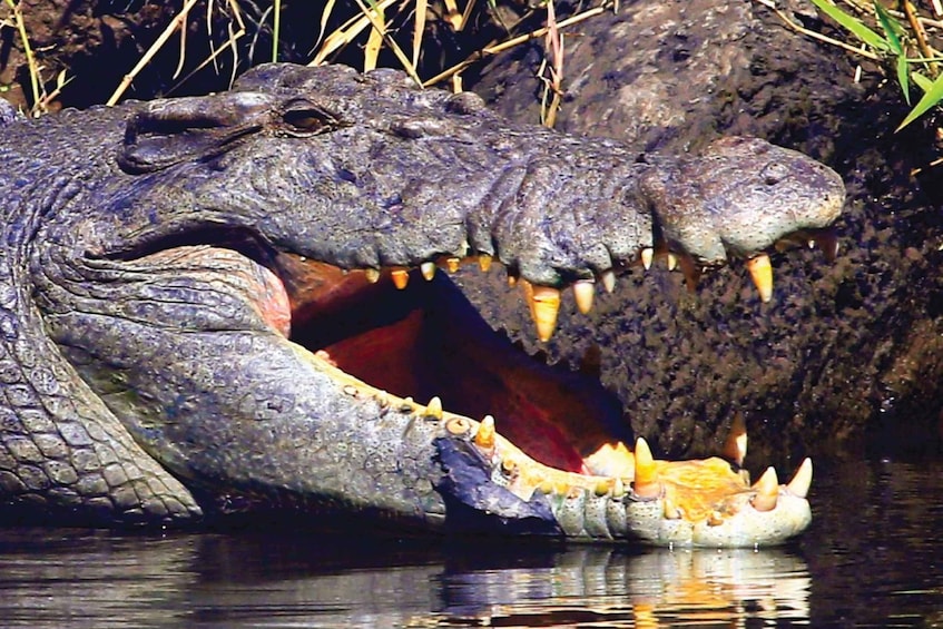 Picture 7 for Activity Daintree Rainforest: Crocodile & Wildlife River Cruises