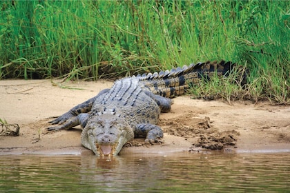 Regnskogen i Daintree Flodkryssningar med krokodiler och vilda djur