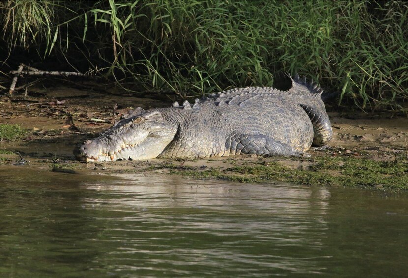 Picture 11 for Activity Daintree Rainforest: Crocodile & Wildlife River Cruises