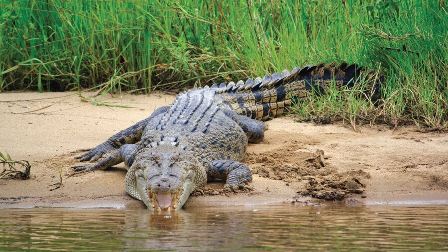 Daintree Rainforest: Crocodile & Wildlife River Cruises