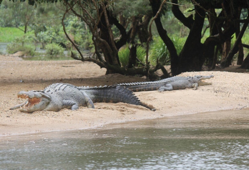 Picture 5 for Activity Daintree Rainforest: Crocodile & Wildlife River Cruises