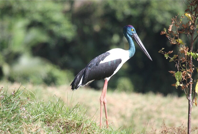 Picture 8 for Activity Daintree Rainforest: Crocodile & Wildlife River Cruises