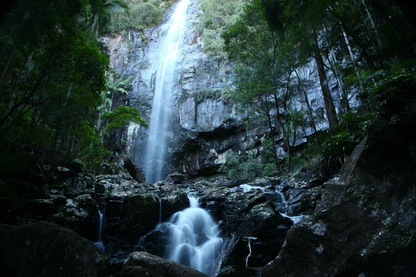 Picture 5 for Activity Byron Bay: Hinterland Magic & Glow-Worm Experience