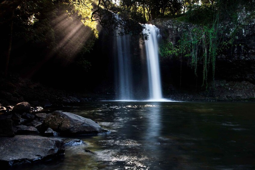 Picture 7 for Activity Byron Bay: Hinterland Magic and Glow-Worm Experience