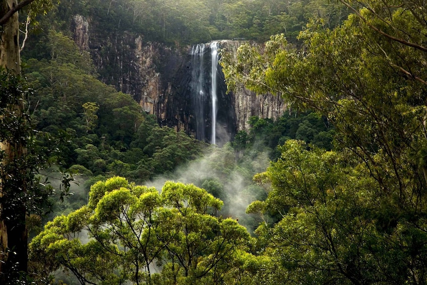 Picture 1 for Activity Byron Bay: Hinterland Magic & Glow-Worm Experience