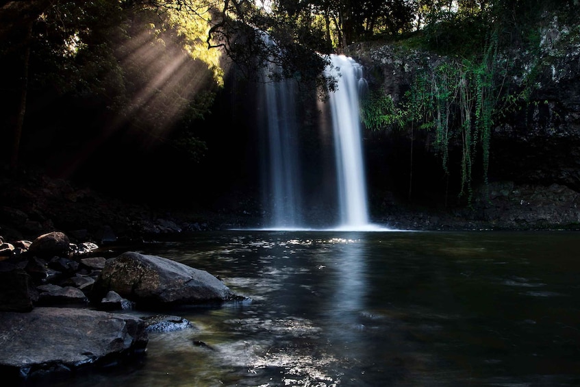 Picture 7 for Activity Byron Bay: Hinterland Magic & Glow-Worm Experience