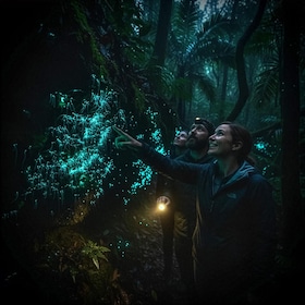 Byron Bay: Glowworms, Waterfalls & Rainforest Experience