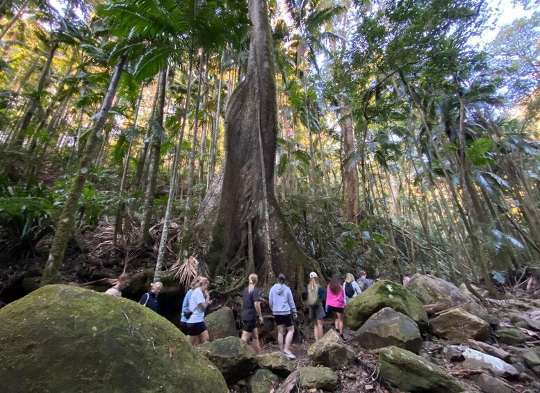 Picture 2 for Activity Byron Bay: Hinterland Magic & Glow-Worm Experience