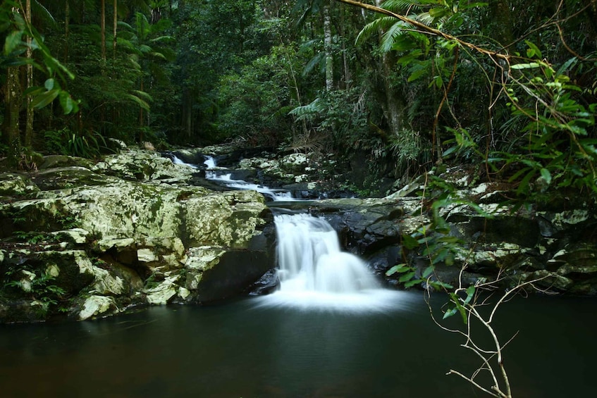 Picture 5 for Activity Byron Bay: Hinterland Magic and Glow-Worm Experience