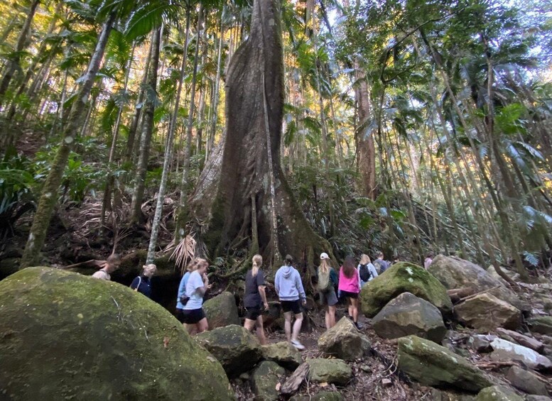 Picture 2 for Activity Byron Bay: Hinterland Magic and Glow-Worm Experience