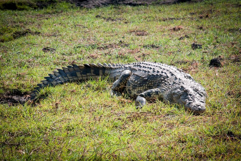 Picture 2 for Activity Mosi-Oa- Tunya National Park Game Drive