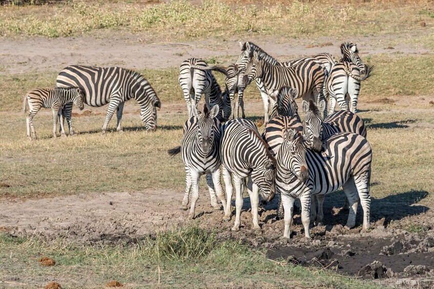 Picture 5 for Activity Mosi-Oa- Tunya National Park Game Drive