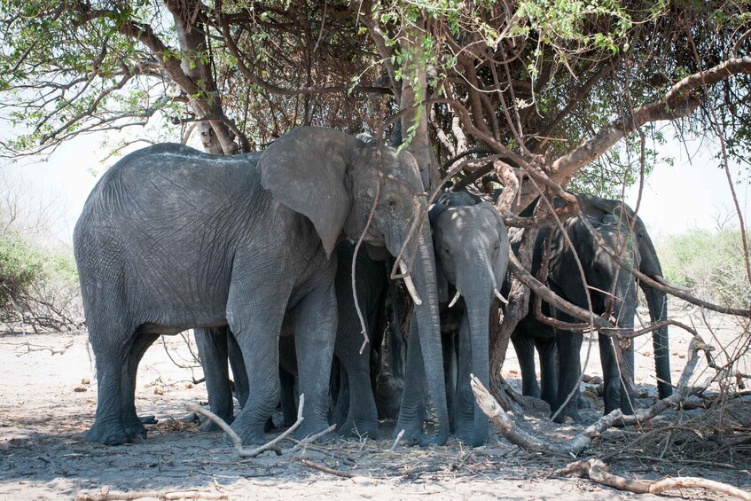 Picture 8 for Activity Mosi-Oa- Tunya National Park Game Drive