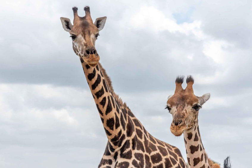 Picture 10 for Activity Mosi oa Tunya Game Drive and Rhino Walking Safari