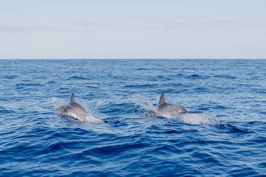 Picture 19 for Activity Funchal: Whale and Dolphin Watching Speed Boat Tour