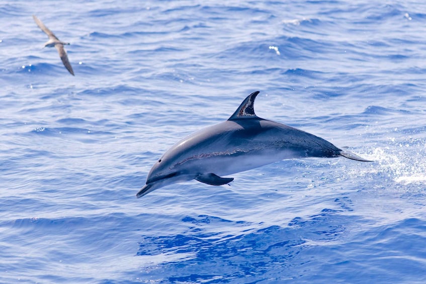 Picture 3 for Activity Funchal: Whale and Dolphin Watching Speed Boat Tour