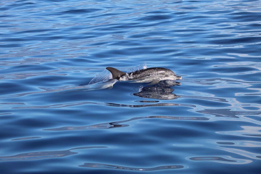 Picture 13 for Activity Funchal: Whale and Dolphin Watching Speed Boat Tour