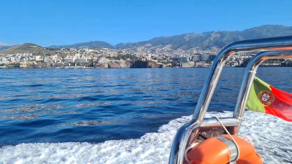 Picture 18 for Activity Funchal: Whale and Dolphin Watching Speed Boat Tour