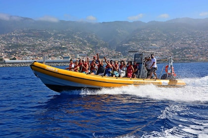 Funchal: Hurtigbåttur for hval- og delfinsafari