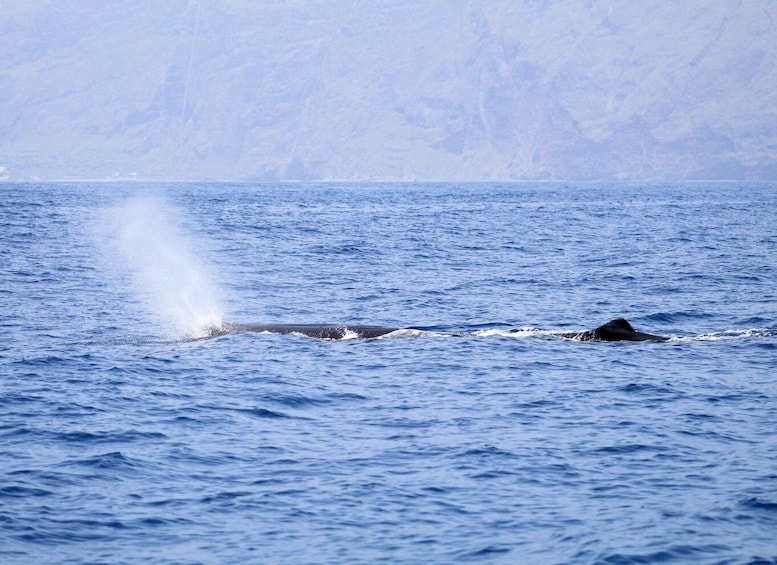 Picture 11 for Activity Funchal: Whale and Dolphin Watching Speed Boat Tour