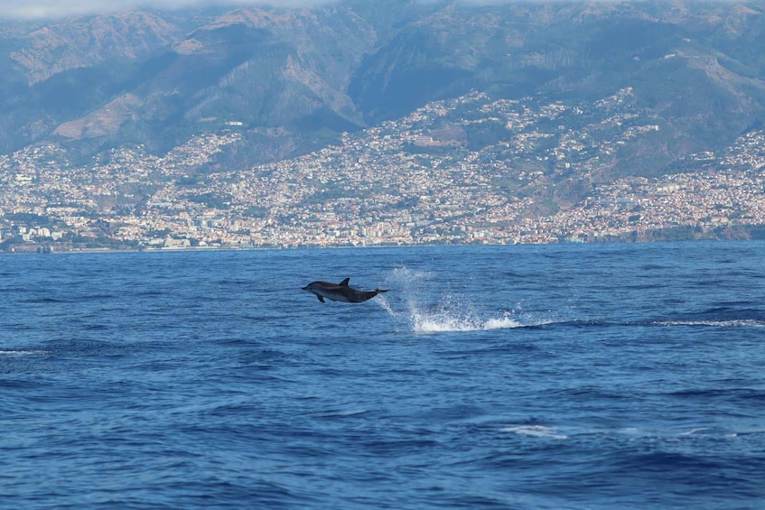 Picture 14 for Activity Funchal: Whale and Dolphin Watching Speed Boat Tour