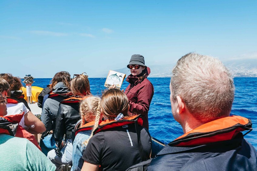 Picture 4 for Activity Funchal: Whale and Dolphin Watching Speed Boat Tour