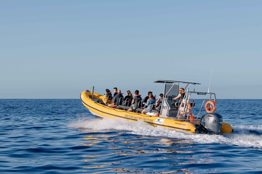 Picture 21 for Activity Funchal: Whale and Dolphin Watching Speed Boat Tour