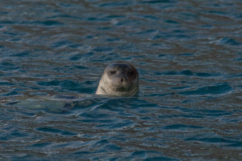 Picture 10 for Activity Funchal: Whale and Dolphin Watching Speed Boat Tour