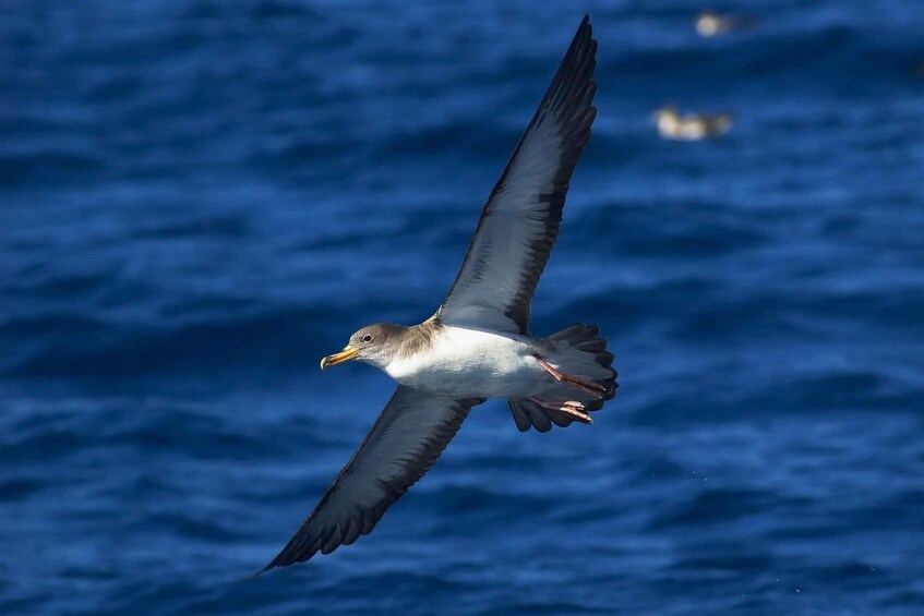 Picture 8 for Activity Funchal: Whale and Dolphin Watching Speed Boat Tour