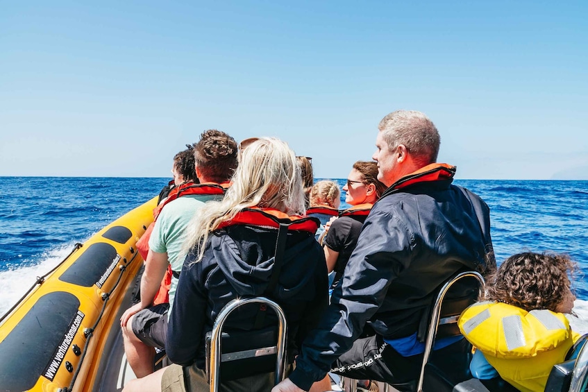 Picture 9 for Activity Funchal: Whale and Dolphin Watching Speed Boat Tour