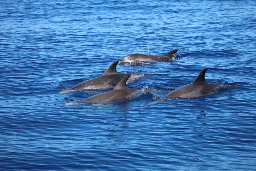 Picture 7 for Activity Funchal: Whale and Dolphin Watching Speed Boat Tour