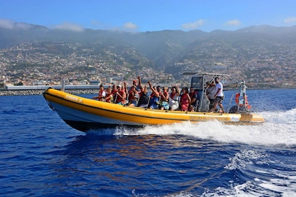 Funchal: Speedbådstur med hval- og delfinsafari