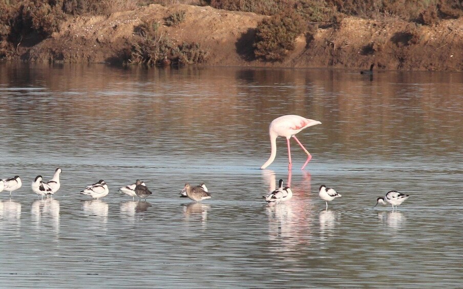 Picture 29 for Activity From Faro: 4 Stops, 3 Islands in Ria Formosa Catamaran Tour